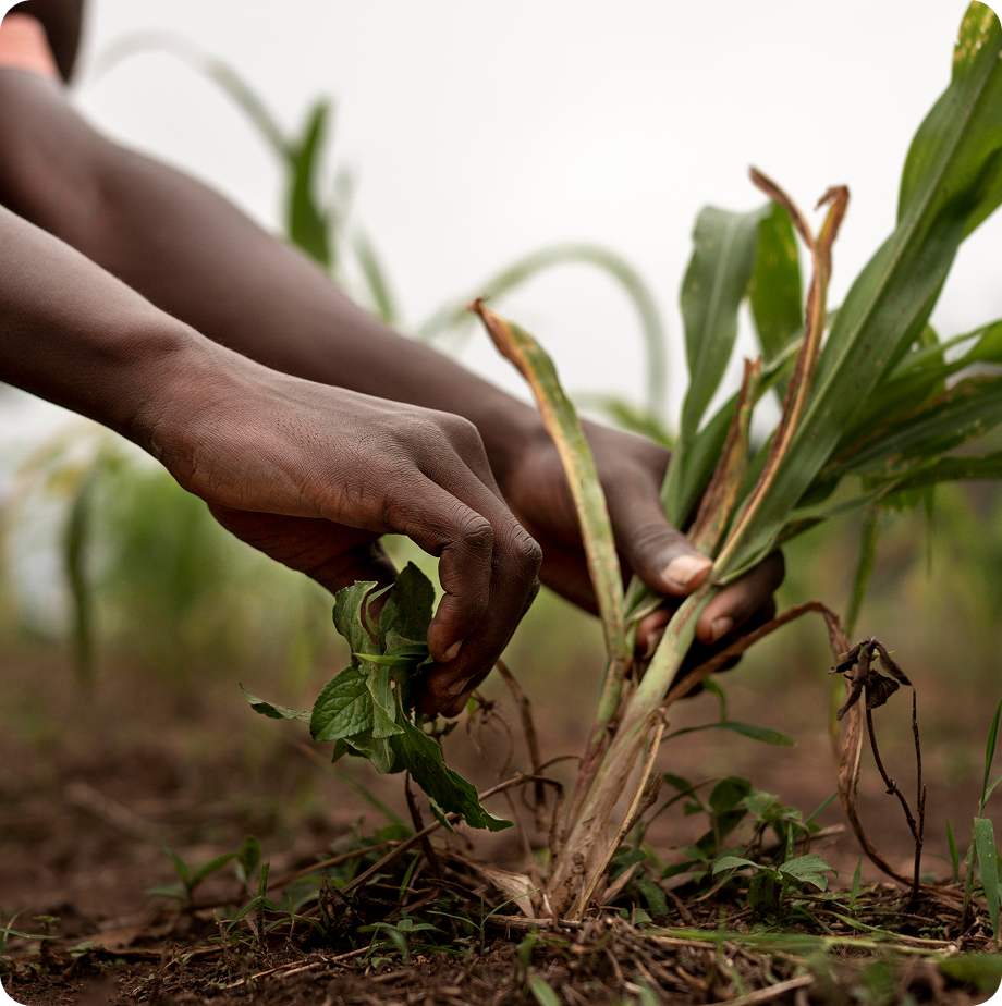 Harvesting crops