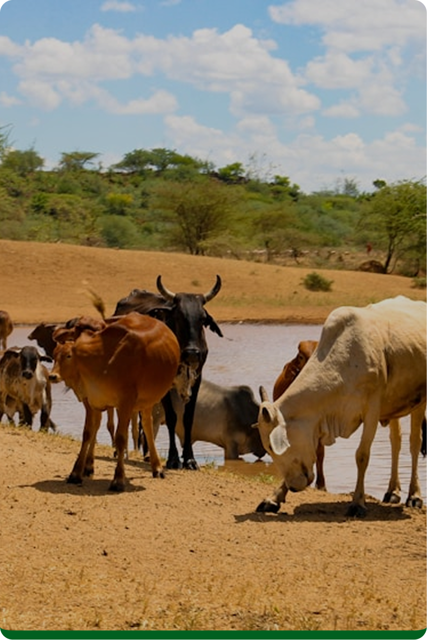 Cattle